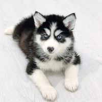 siempre_puppy