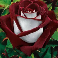 original sound - lucero_383