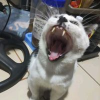 original sound - phraseslikeandsub