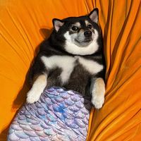 原聲 - 蔡定洋(肥肥)