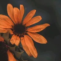 original sound - frases_parapensar_2019