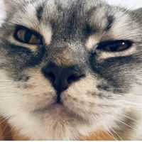 mercedes_thecat