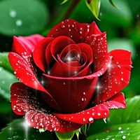 9346273163617asil