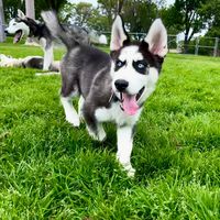 apollo_the_husky
