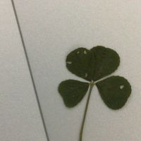 เสียงต้นฉบับ - lambda