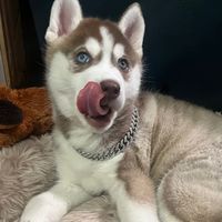 lilothehuskyy