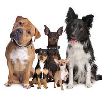 daystarsschoolofdogs