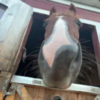 original sound - saddlebreds3