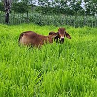 roberto.gutierrez799