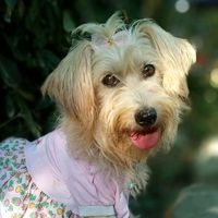 felipetutordospets3233