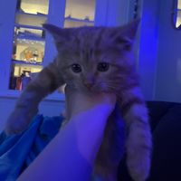 kittenlover1523
