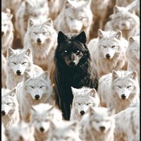 inspiracao_sem_limites1