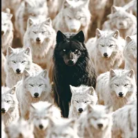 original sound - inspiracao_sem_limites1