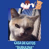 casa_de_gatos_bubulina