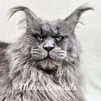 mitchacoontails