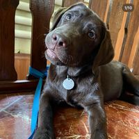 оригінальний звук