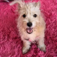 original sound - pijiro8