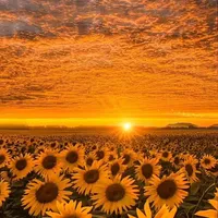 original sound - eliirosee06_