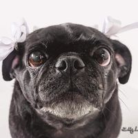 mancillaspugs