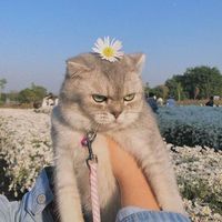 suara asli - Indana Lazulfa