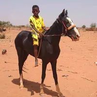 original sound - koliebienvenu6