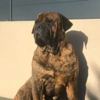 original sound - maa.maxx