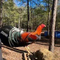 original sound - double_h365