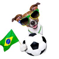 videosengracadosouth