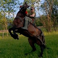 tihadetiha.boss