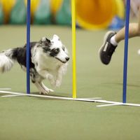 mysuperdogjoey