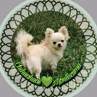 chihuahuas_montezuma_cr