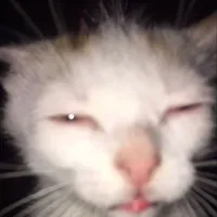 original sound - pitapitut25