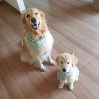 sol_goldennretriever