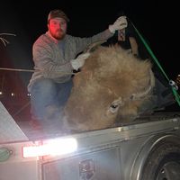 circlemlivestock