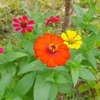 original sound - fia_agt