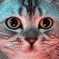 Cat Attraction Sounds