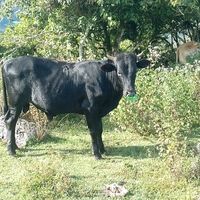 ronalmatute4