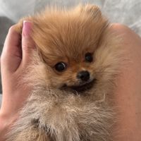 оригінальний звук