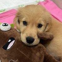 pamthegoldenretriever