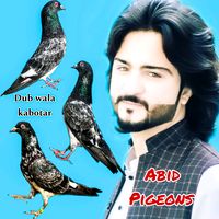abid_pigeon4