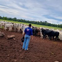 julianofacholi