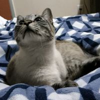 som original - Joker Reflexões