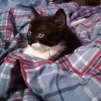 tom_the_maca