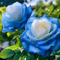 chiquita_mary