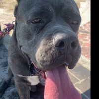 cronoselperro