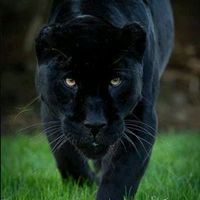 panna_miguel7