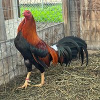 rzgamefarm