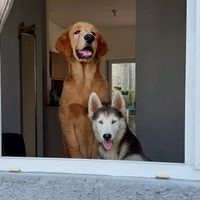 goldenhuskysv
