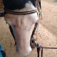jeanneequitation