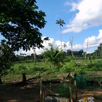 waraujo_26